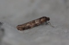 Winter Shade (Tortricodes alternella)