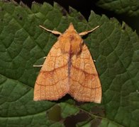 Orange Sallow (Tiliacea citrago)