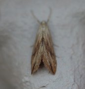 Garden Pebble (Evergestis forficalis)