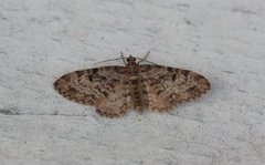 Grandvergmåler (Eupithecia tantillaria)