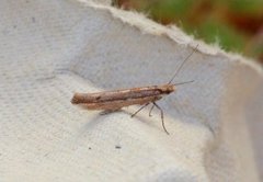 Variable Smudge (Ypsolopha ustella)