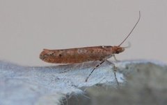 Variable Smudge (Ypsolopha ustella)