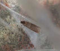 Winter Shade (Tortricodes alternella)