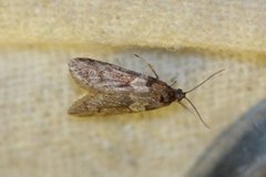 Winter Shade (Tortricodes alternella)