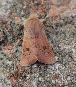 Small Quaker (Orthosia cruda)