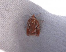 Kystflatvikler (Acleris hyemana)