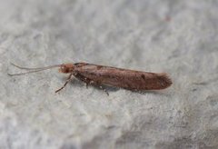 Variable Smudge (Ypsolopha ustella)