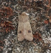 Small Quaker (Orthosia cruda)