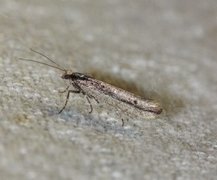 Variable Smudge (Ypsolopha ustella)