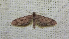 Spissvingedvergmåler (Eupithecia lanceata)