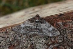 Ringed Carpet (Cleora cinctaria)