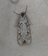 March Tubic (Diurnea fagella)