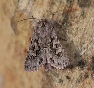 Early Grey (Xylocampa areola)