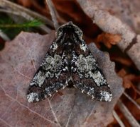 Oak Beauty (Biston strataria)