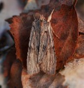 Pale Pinion (Lithophane socia)