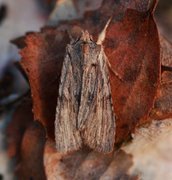 Brunt kappefly (Lithophane socia)