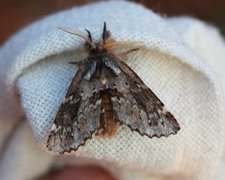 Båndet vårtannspinner (Odontosia sieversii)