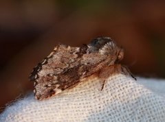 Båndet vårtannspinner (Odontosia sieversii)