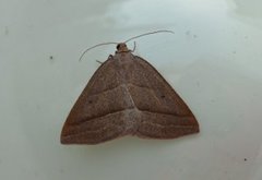 Brown Silver-line (Petrophora chlorosata)