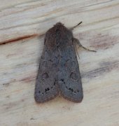 Lead-coloured Drab (Orthosia populeti)