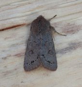 Plettseljefly (Orthosia populeti)