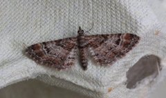 Double-striped Pug (Gymnoscelis rufifasciata)