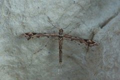 Beautiful Plume (Amblyptilia acanthadactyla)