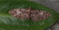 Vårdvergmåler (Eupithecia abbreviata)