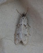 March Tubic (Diurnea fagella)