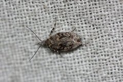March Tubic (Diurnea fagella)