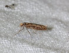 Variable Smudge (Ypsolopha ustella)