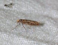 Ypsolopha ustella