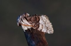 Hasselmunkefly (Colocasia coryli)
