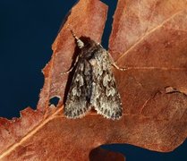Early Grey (Xylocampa areola)