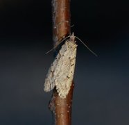 March Tubic (Diurnea fagella)