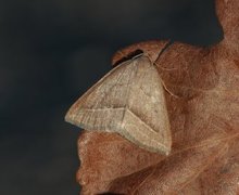 Brown Silver-line (Petrophora chlorosata)