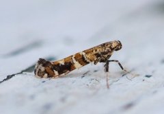 Lilac Leafminer (Gracillaria syringella)