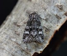 Glaucous Shears (Papestra biren)