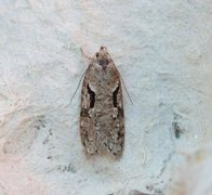 Dawn Flat-body (Semioscopis steinkellneriana)