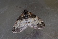 The Seraphim (Lobophora halterata)