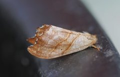 Scalloped Hook-tip (Falcaria lacertinaria)
