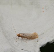 Large Long-horn (Nematopogon swammerdamella)