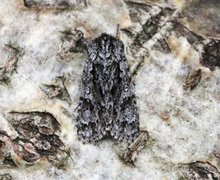 Broket kveldfly (Acronicta auricoma)