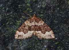 Water Carpet (Lampropteryx suffumata)