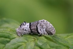 Poplar Kitten (Furcula bifida)