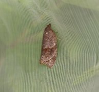 Dark-barred Tortrix (Syndemis musculana)