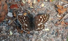 Grizzled Skipper (Pyrgus malvae)