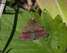 Blåfjærfly (Phytometra viridaria)