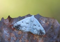 Clouded Silver (Lomographa temerata)