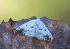 Båndhermelinmåler (Lomographa temerata)